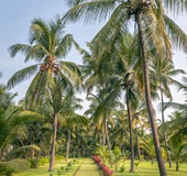 Nattika Beach Resort Garten